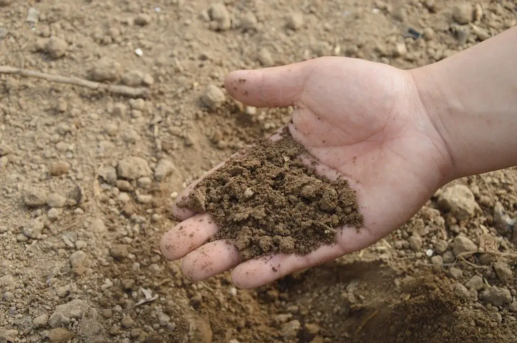 La única guía de fertilizantes para suculentas que necesita