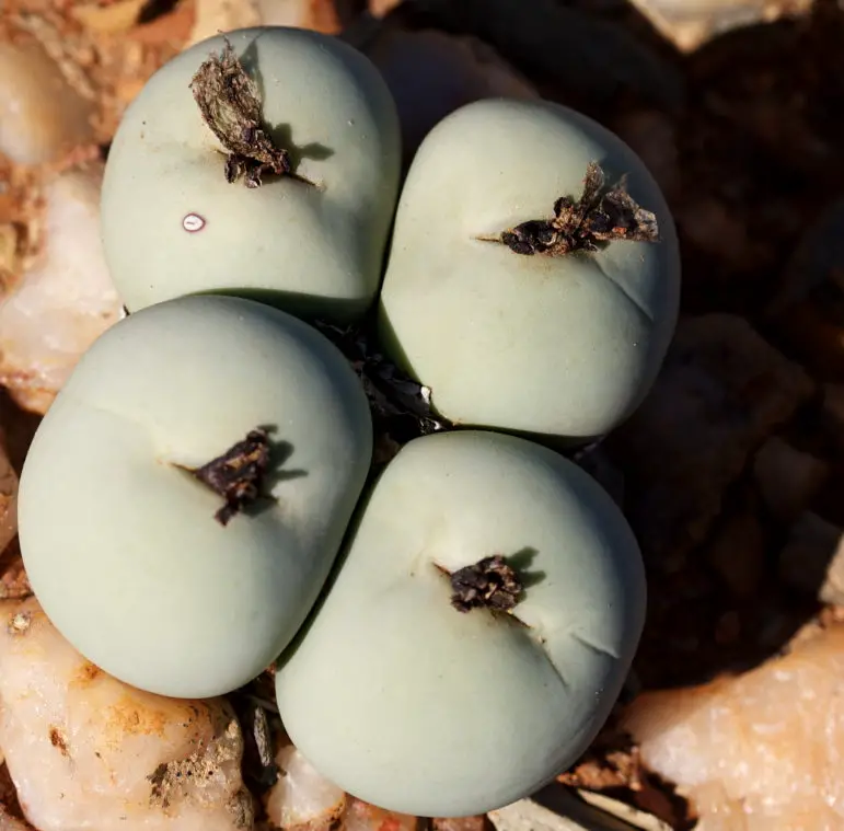 La única suculenta esférica “Conophytum Calculus”