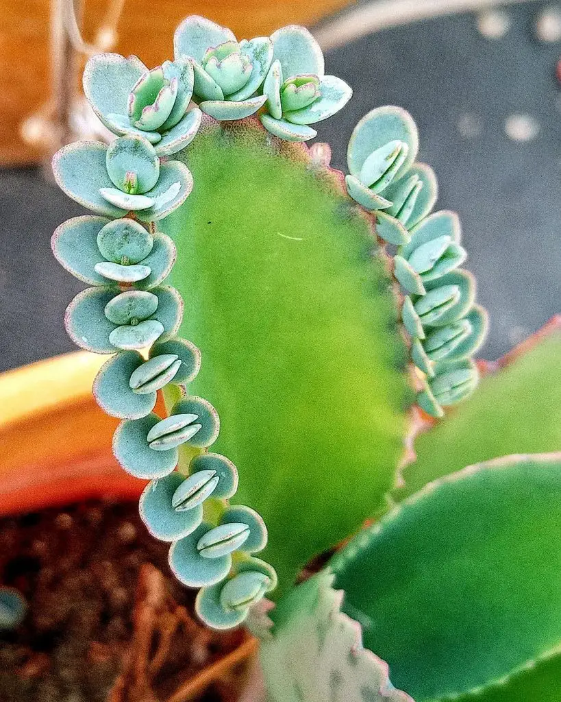 Laetivirus Kalanchoe Laetivirus Kalanchoe
