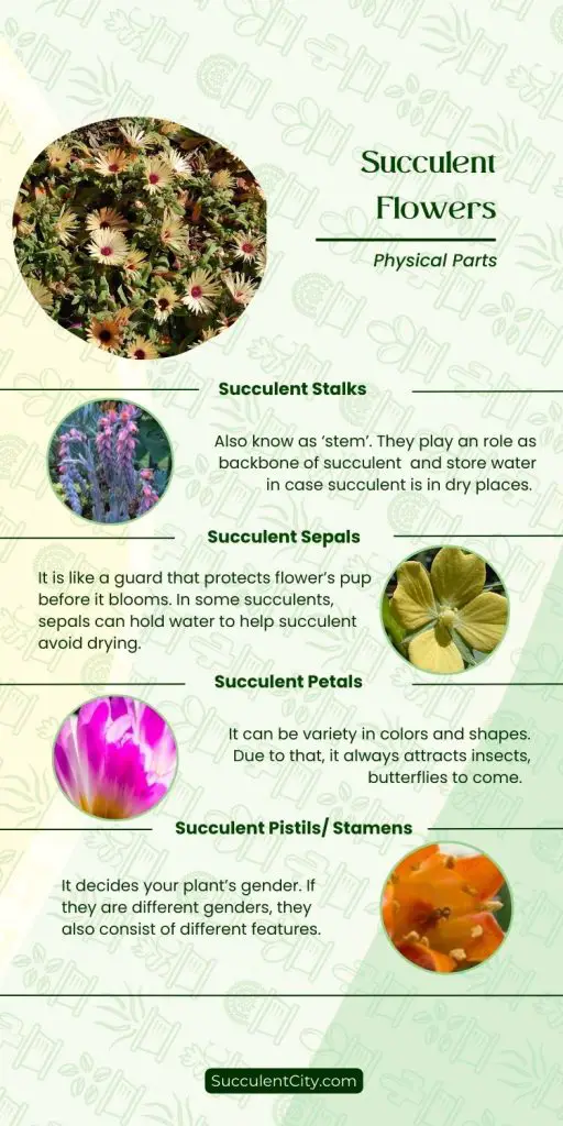 Lo que debes saber sobre las flores suculentas Lo que debes saber sobre las flores suculentas