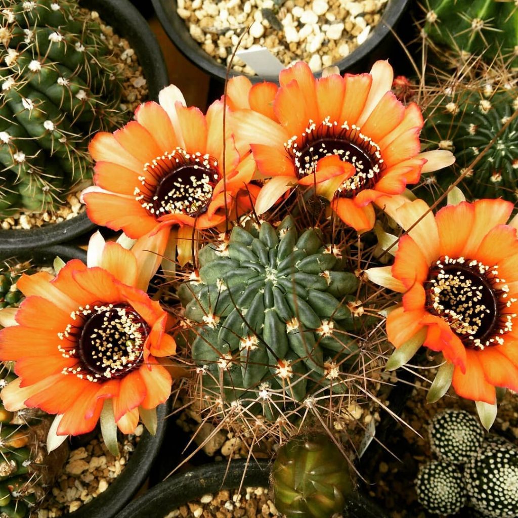Lo que sé sobre las suculentas con flores de naranja. Lo que sé sobre las suculentas con flores de naranja.