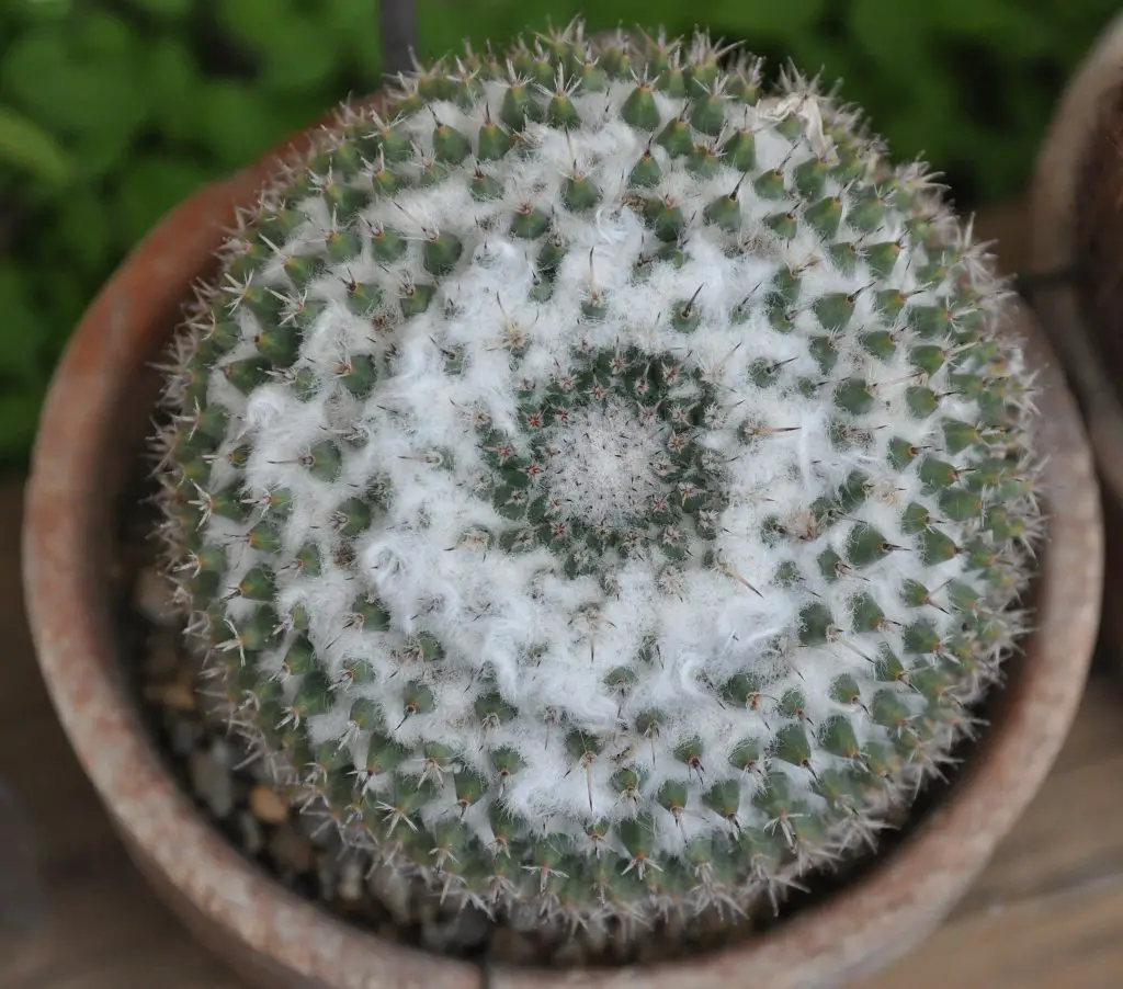 Mammillaria perbella (El cactus ojo de búho) Mammillaria perbella (El cactus ojo de búho)