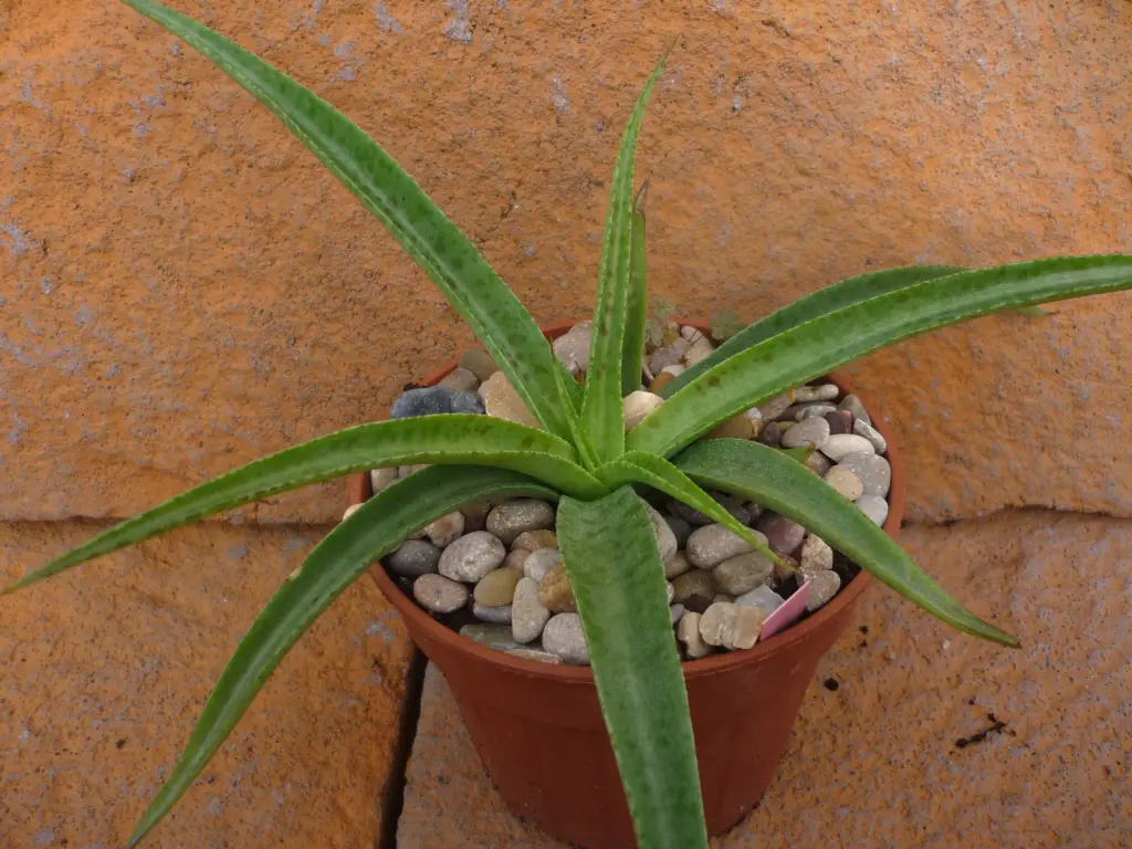 Manfreda Maculosa (Agave Maculata/Texas Tuberose)