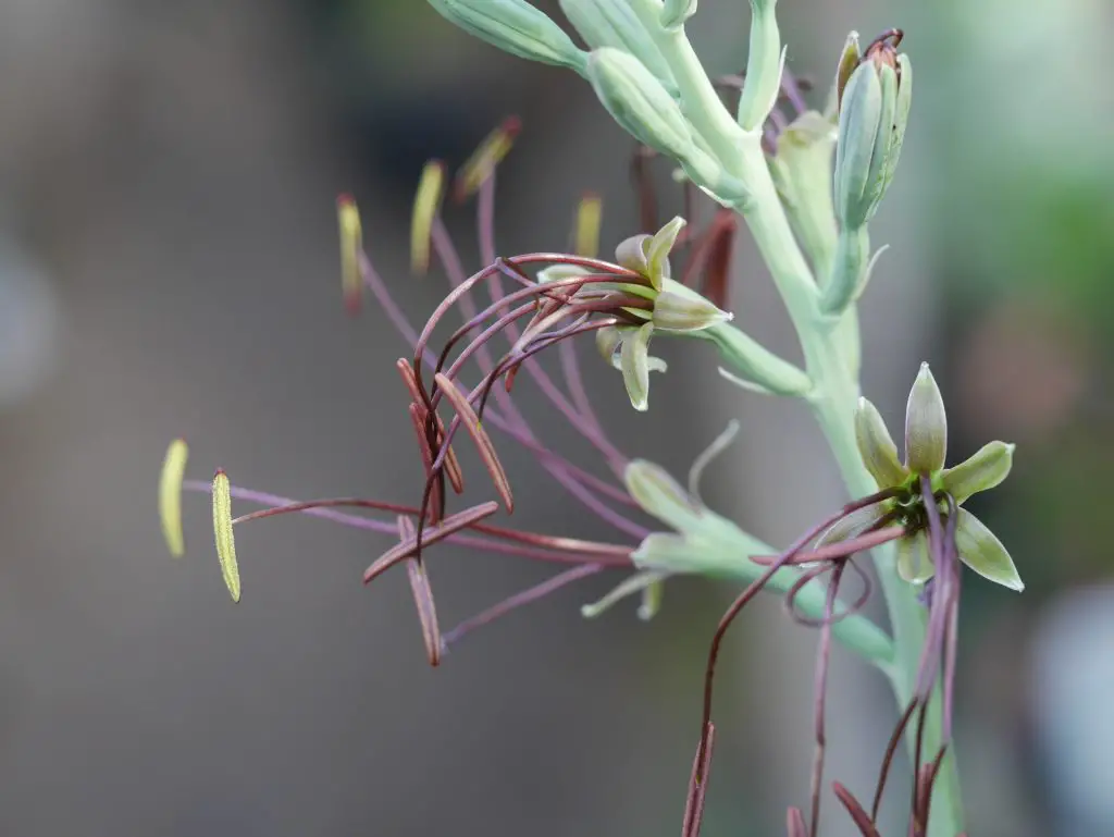 Manfreda Undulata (Agave perenne de hoja caduca)