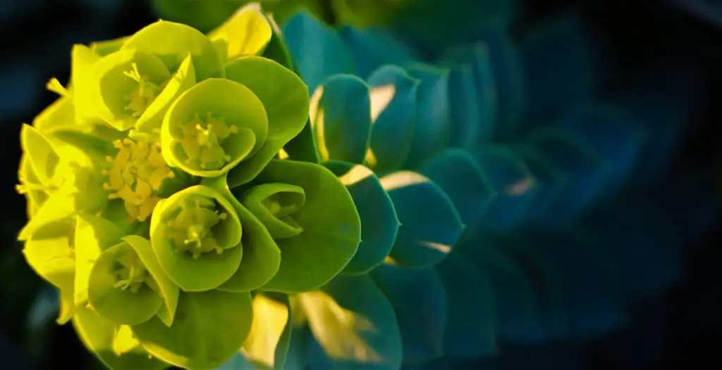 Más sobre las especies de cactus Euphorbia… Más sobre las especies de cactus Euphorbia…