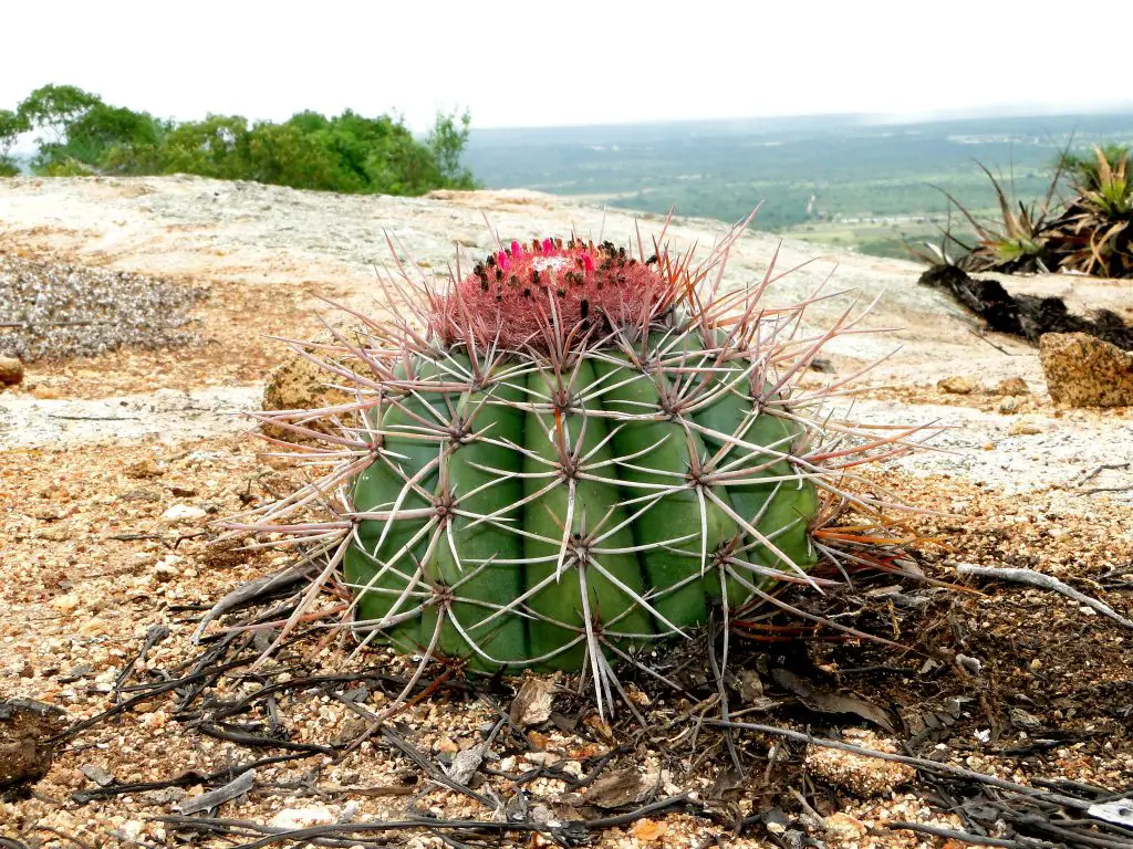 Melocactus Zehntneri