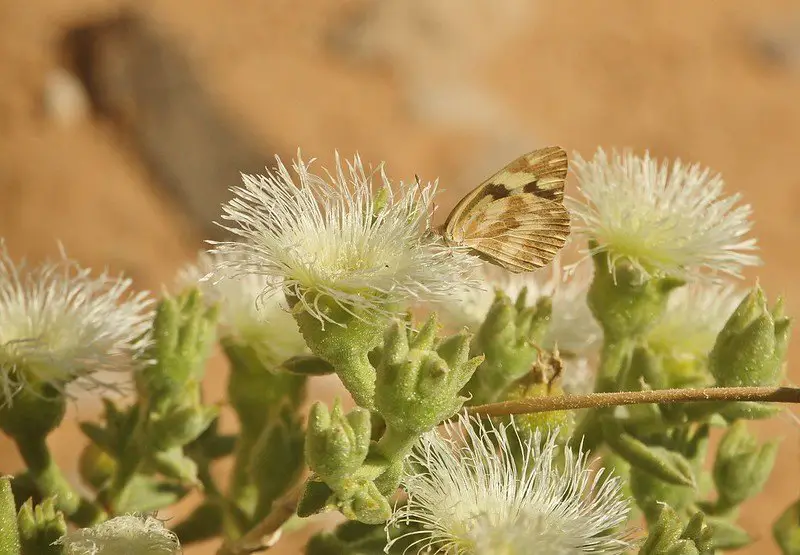 Mesembryanthemum cristalino