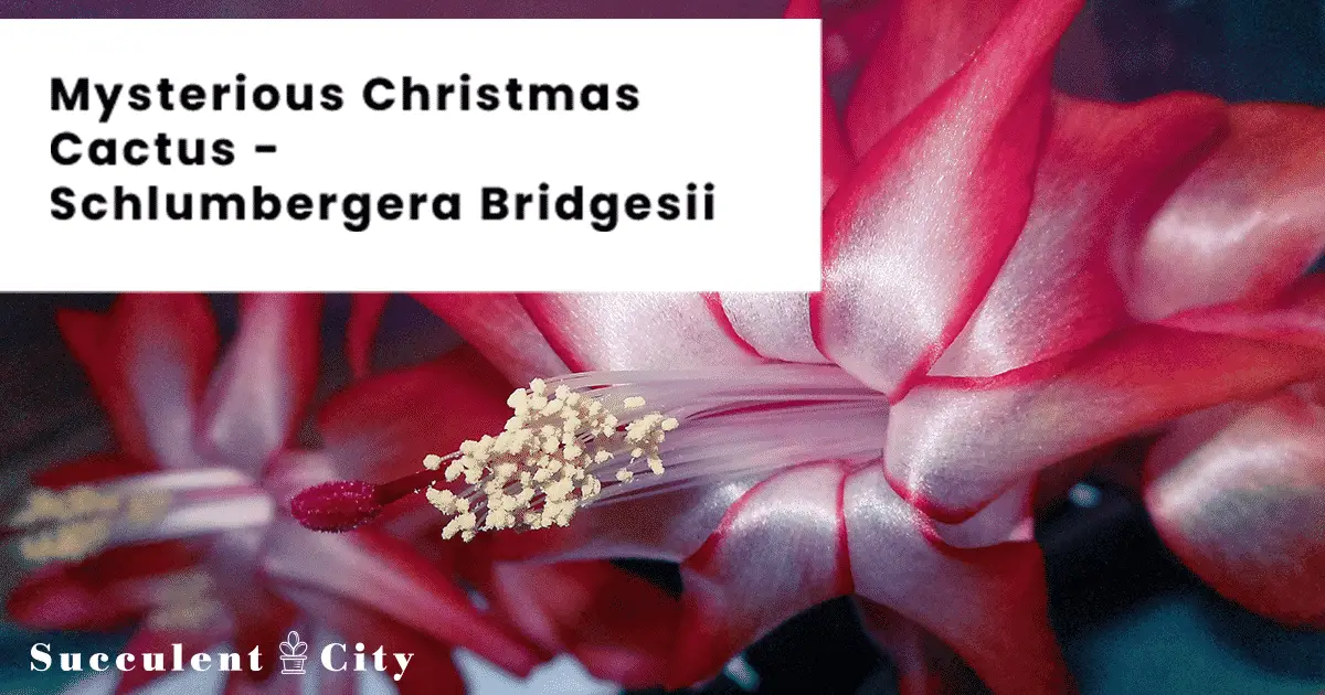 El cactus navideño 'Schlumbergera Bridgesii' El cactus navideño 'Schlumbergera Bridgesii'