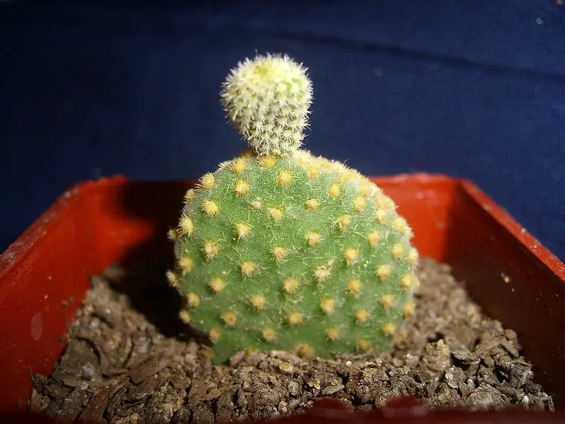 Opuntia Rufida (tuna ciega)