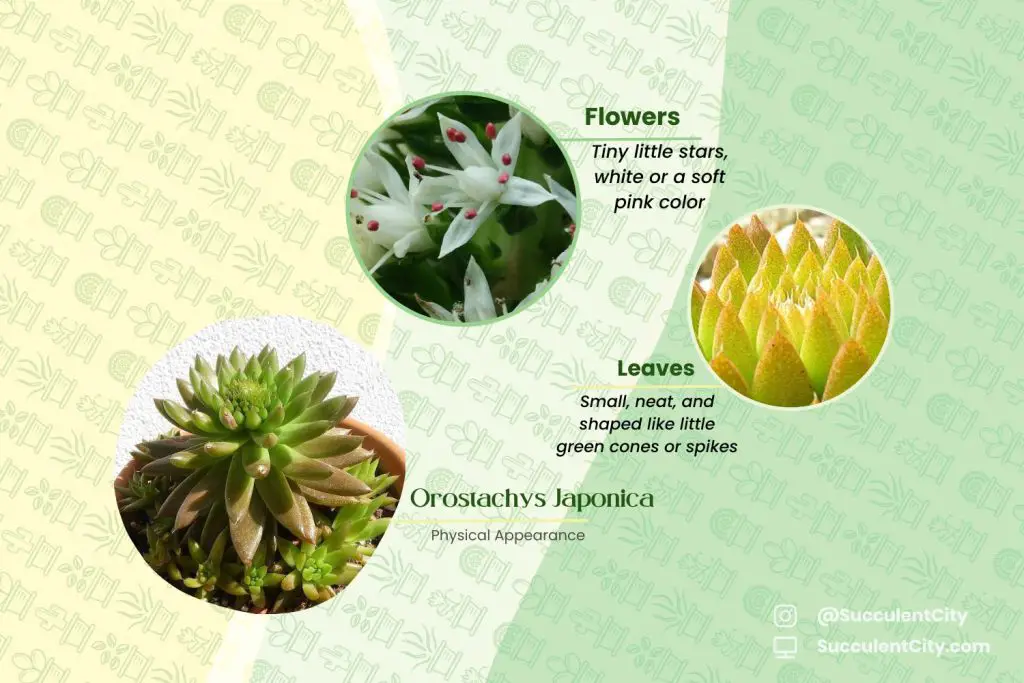 Orostachys Japonica (La “suculenta tonta japonesa”) Orostachys Japonica (La “suculenta tonta japonesa”)