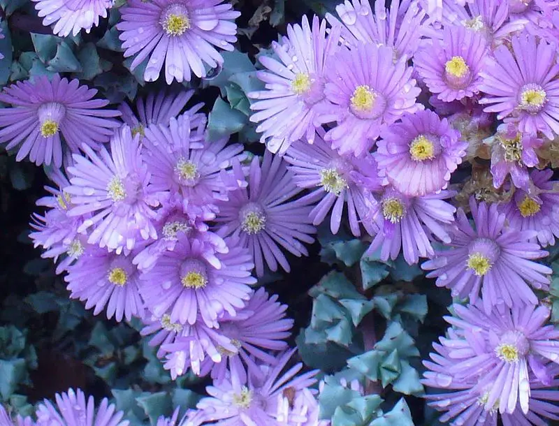 Oscularia deltoides (La planta de rocío de hojas delta)