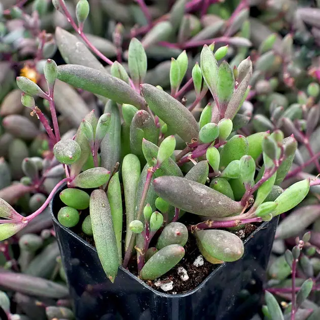 Othonna Capensis (La planta del cordón de rubí)