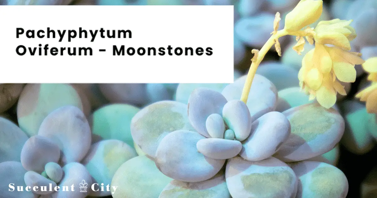 Pachyphytum Oviferum (La suculenta piedra lunar) Pachyphytum Oviferum (La suculenta piedra lunar)