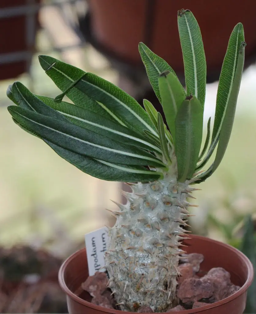 Pachypodium inopinatum