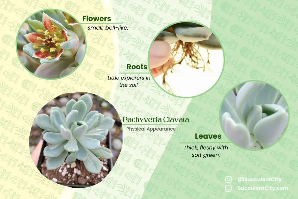 Pachyveria clavata Pachyveria clavata
