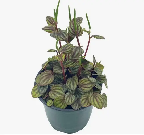 Peperomia 'Piccolo Banda' Peperomia 'Piccolo Banda'