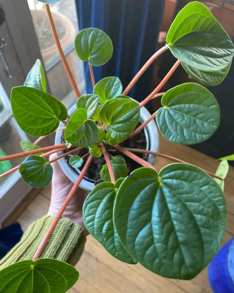 Peperomia 'Rana Verde' Peperomia 'Rana Verde'