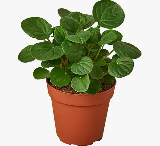 Peperomia 'Rana Verde' Peperomia 'Rana Verde'