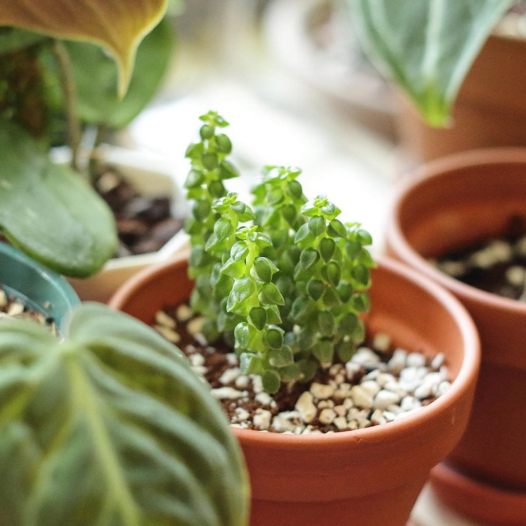 Peperomia Columella (Peperomia columnar) Peperomia Columella (Peperomia columnar)