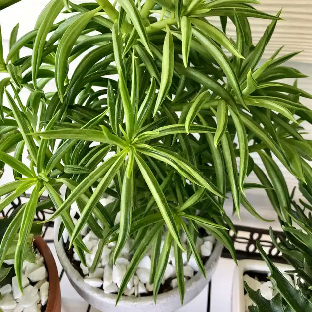 Peperomia Ferreyrae (La Peperomia Pincushion/Suculenta Frijol Feliz) Peperomia Ferreyrae (La Peperomia Pincushion/Suculenta Frijol Feliz)