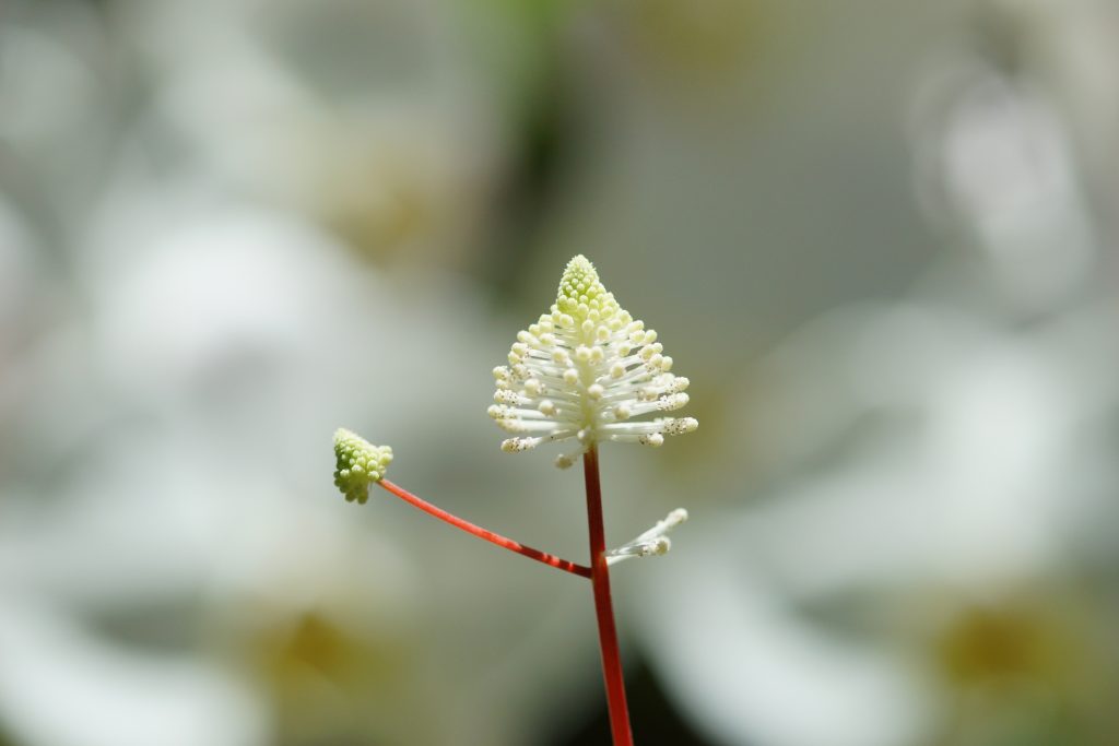 Peperomia Fraseri