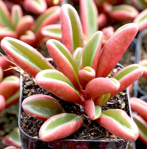 Peperomia Graveolens (Peperomia “Ruby Glow”)