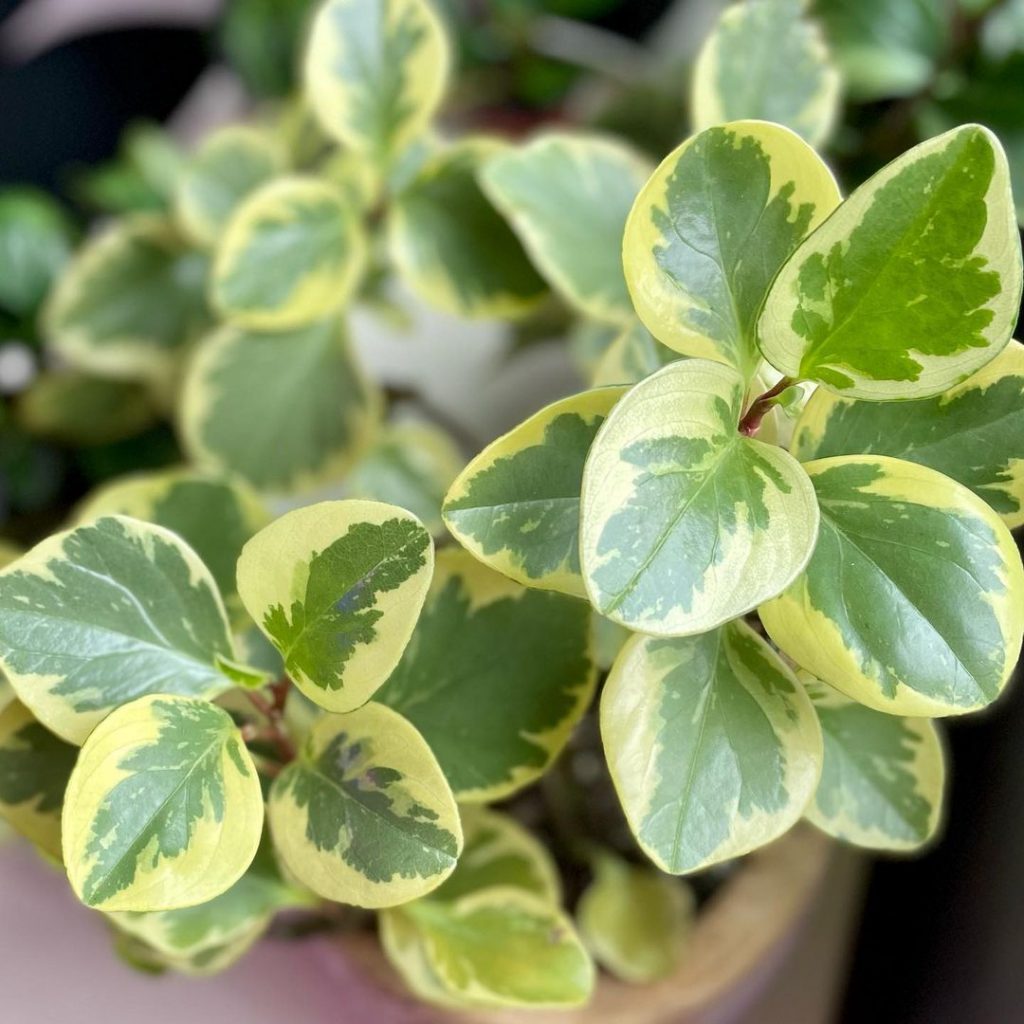 Peperomia Obtusifolia (La Planta Joven del Caucho) Peperomia Obtusifolia (La Planta Joven del Caucho)