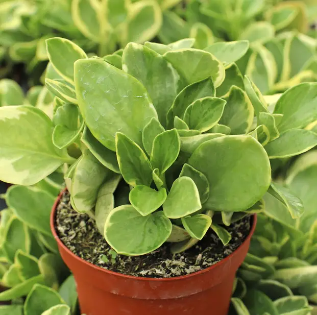 Peperomia Obtusifolia (La Planta Joven del Caucho)