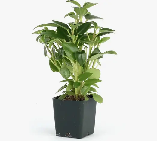 Peperomia Orba (La Gota Peperomia) Peperomia Orba (La Gota Peperomia)