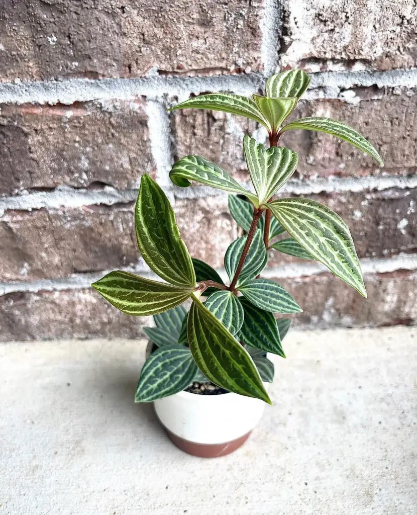 Peperomia Puteolata (La Peperomia paralela)