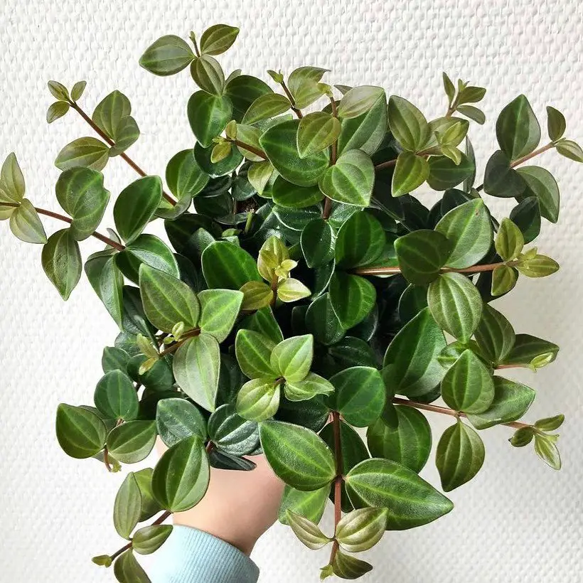 Peperomia Quadrangularis (El escarabajo de Peperomia)