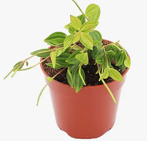 Peperomia Quadrangularis (El escarabajo de Peperomia)