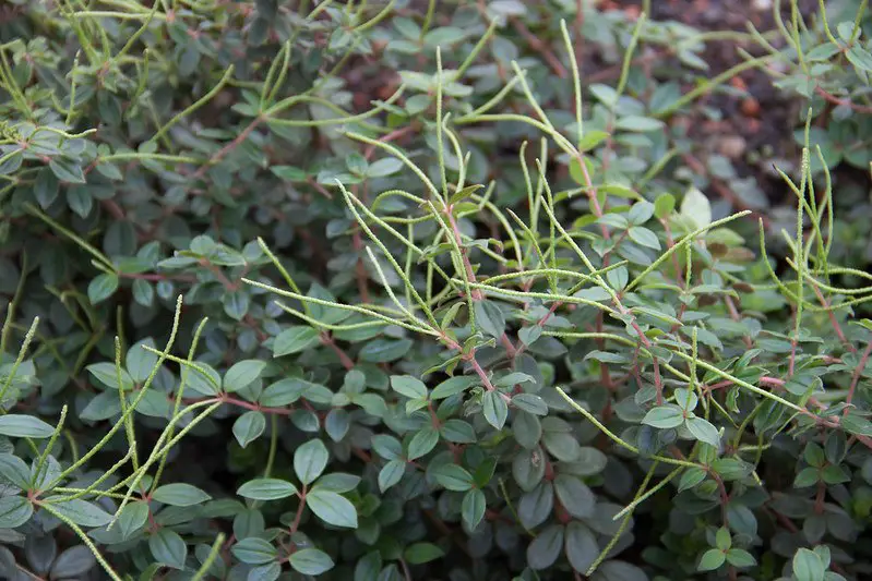 Peperomia Verticillata – La Peperomia Red Twist (también conocida como “Red Log”)