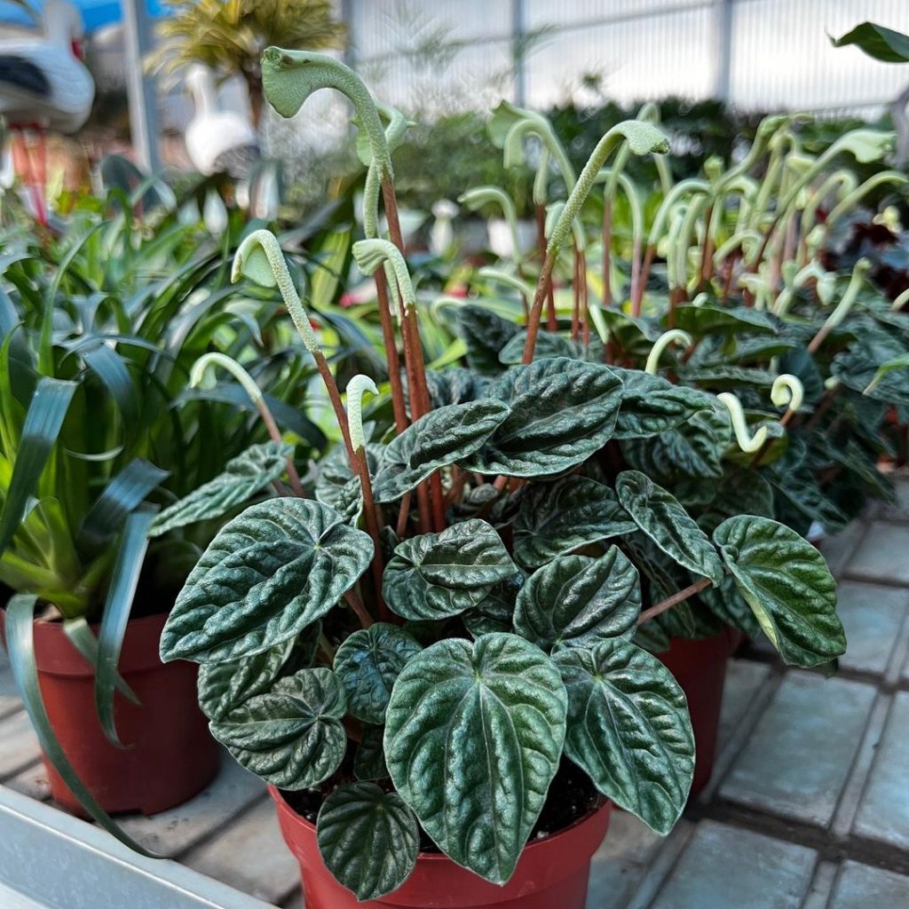 Peperomia caperata (peperomia de onda esmeralda)