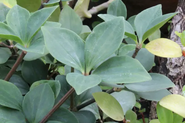 Peperomia pereskiifolia Peperomia pereskiifolia