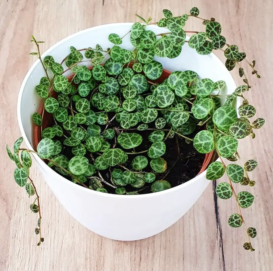 Peperomia prostrata (hilos de tortuga)