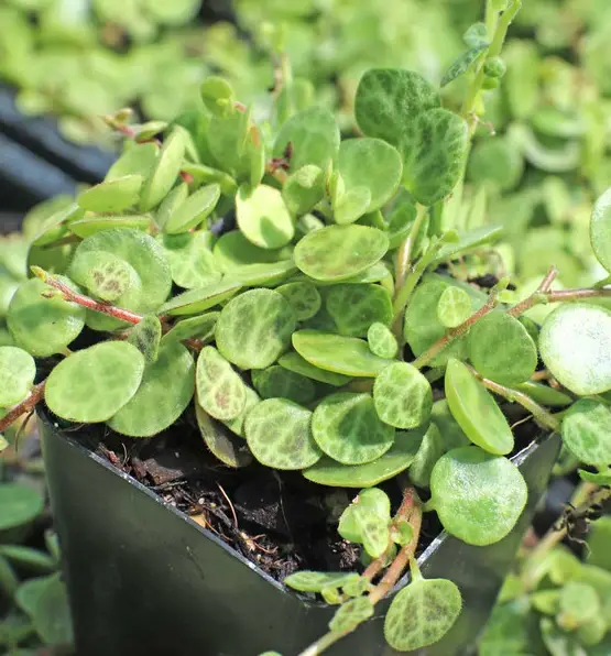 Peperomia prostrata (hilos de tortuga)