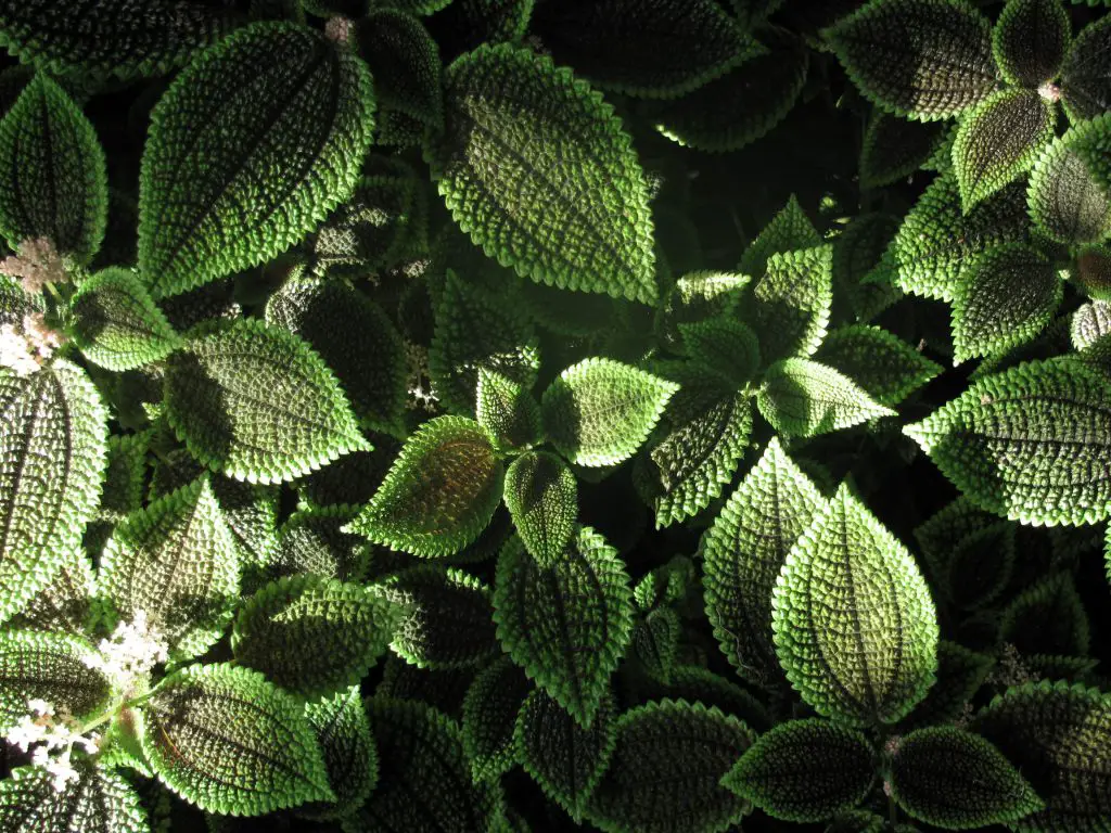 Pilea Mollis (El Valle de la Luna Pilea)