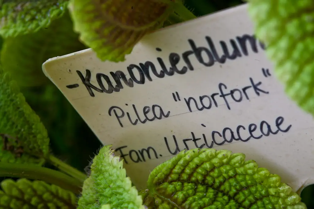 Pilea Norfolk Pilea Norfolk