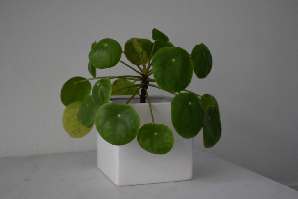 Pilea Peperomioides (planta del dinero china)