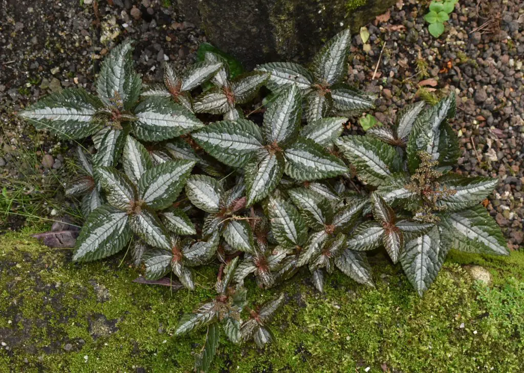 Pilea Spruceana (La planta tricolor de la amistad)