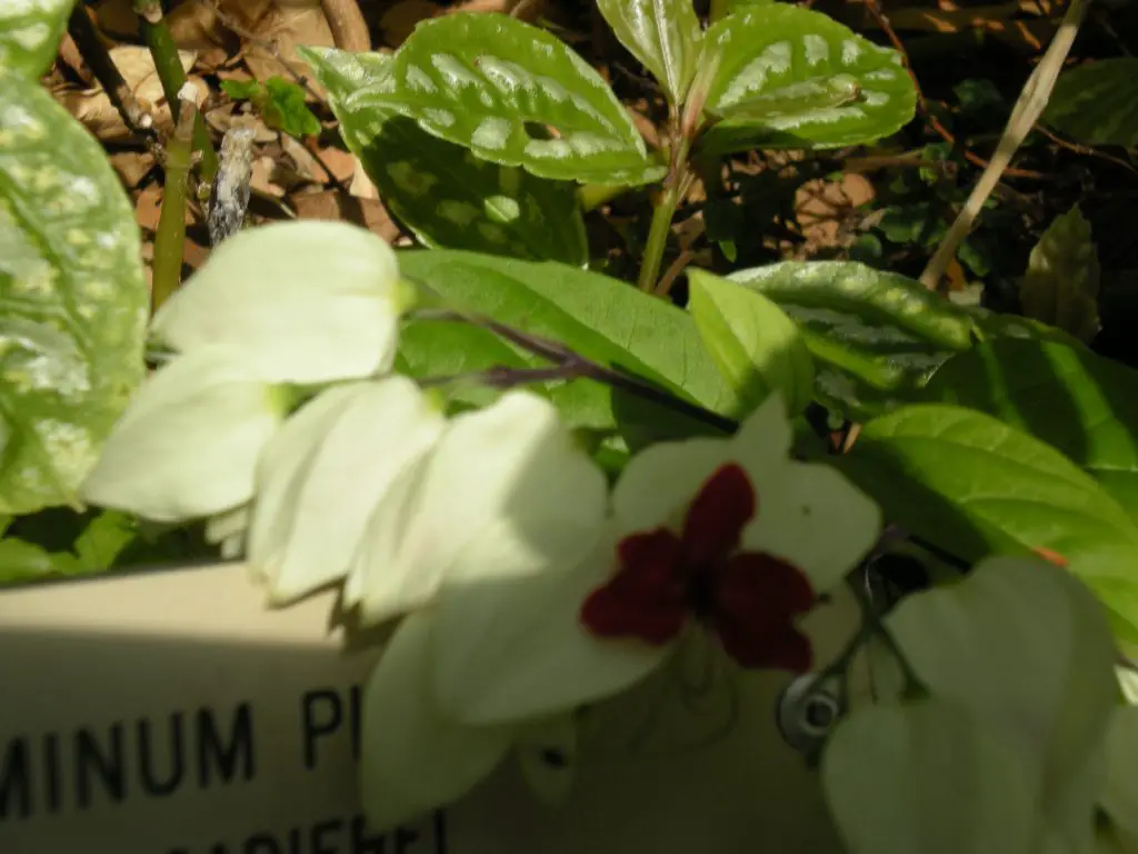 Pilea aluminio Pilea aluminio