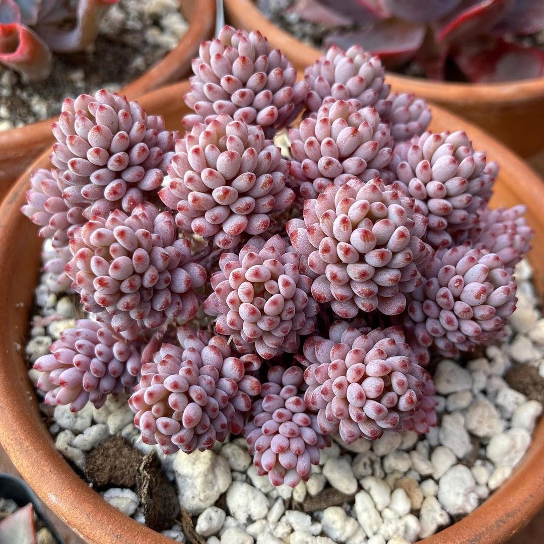 9+ suculentas rosas que le darán un ambiente diferente a tu jardín 9+ suculentas rosas que le darán un ambiente diferente a tu jardín