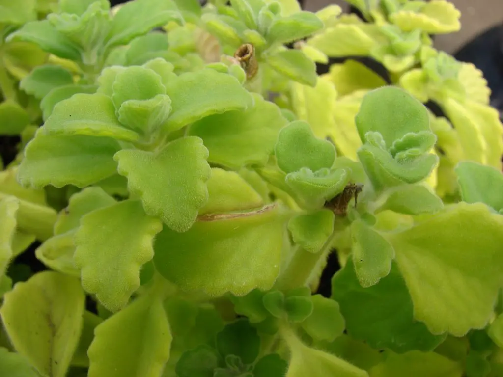 Plectranthus Amboinicus (borraja india)