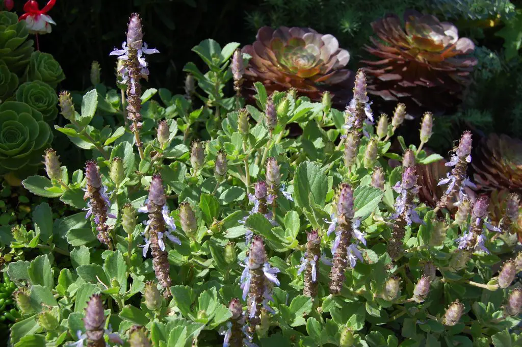 Plectranthus Neochilus (El Coleo Azul)