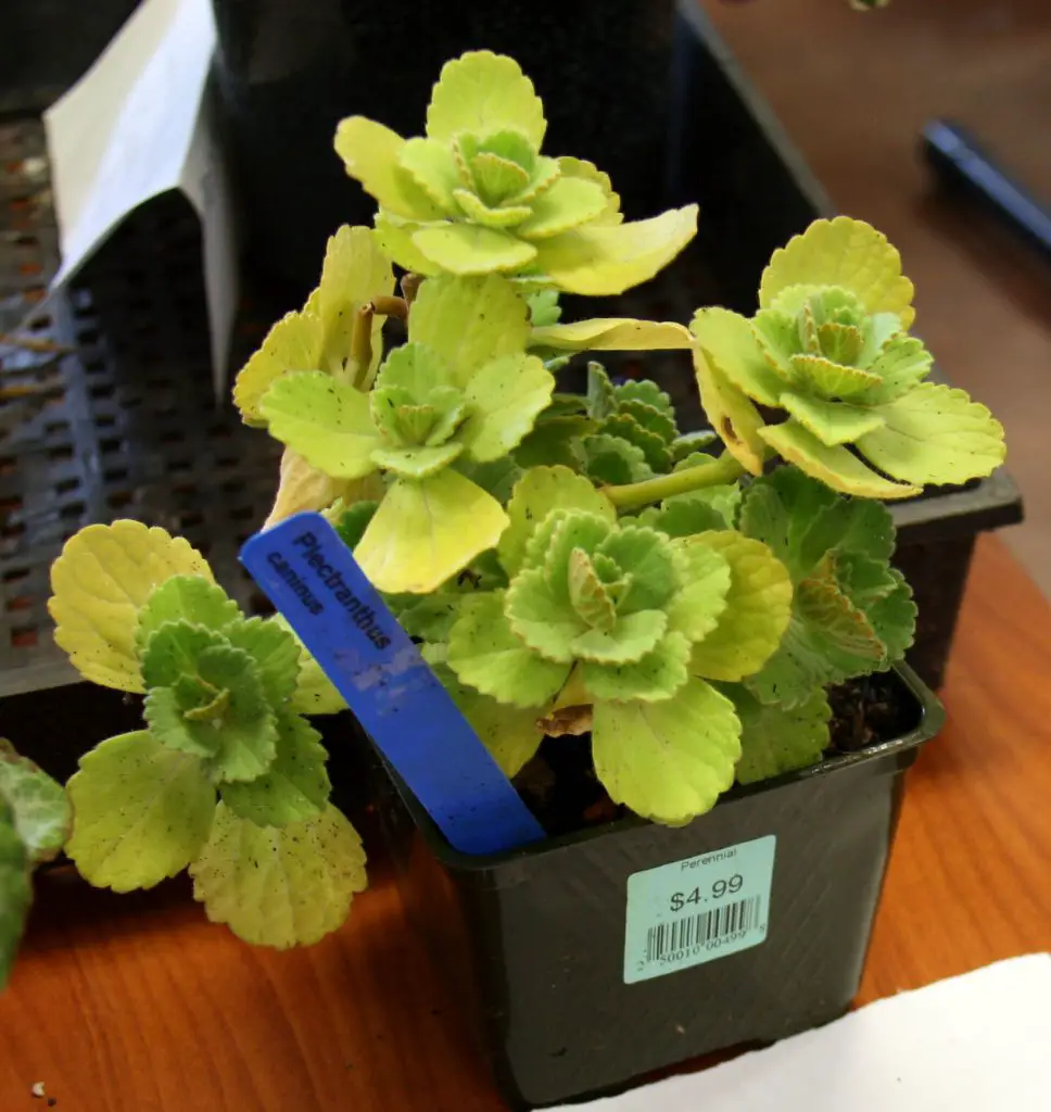 Plectranthus caninus (Coleus caninus) Plectranthus caninus (Coleus caninus)