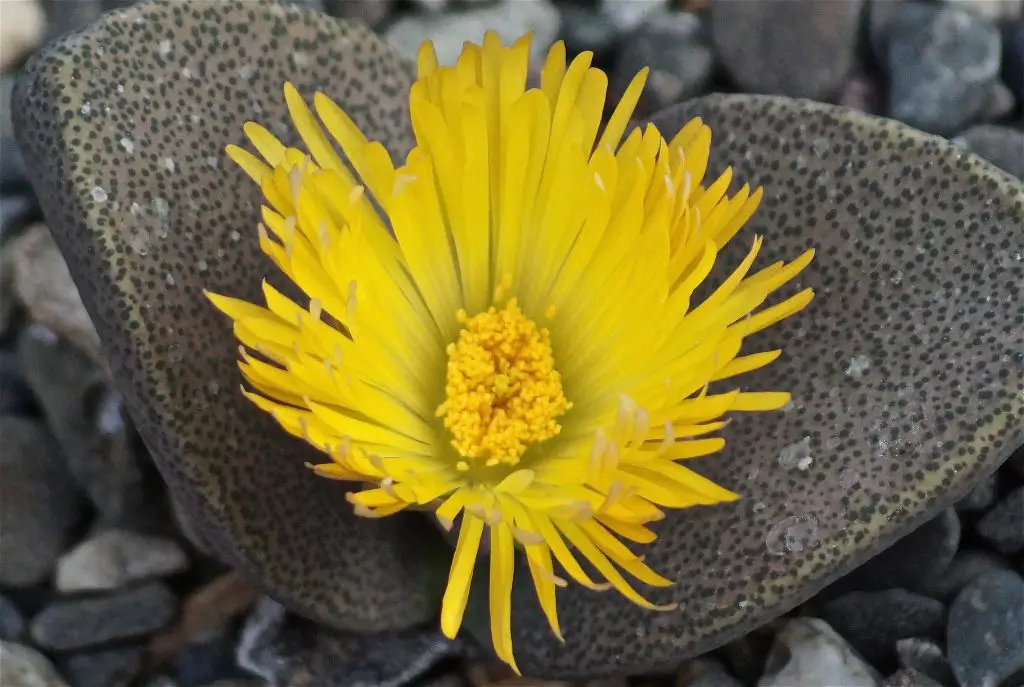 Pleiospilos simulans Pleiospilos simulans