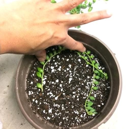 Problemas comunes de las plantas de collar de perlas Problemas comunes de las plantas de collar de perlas