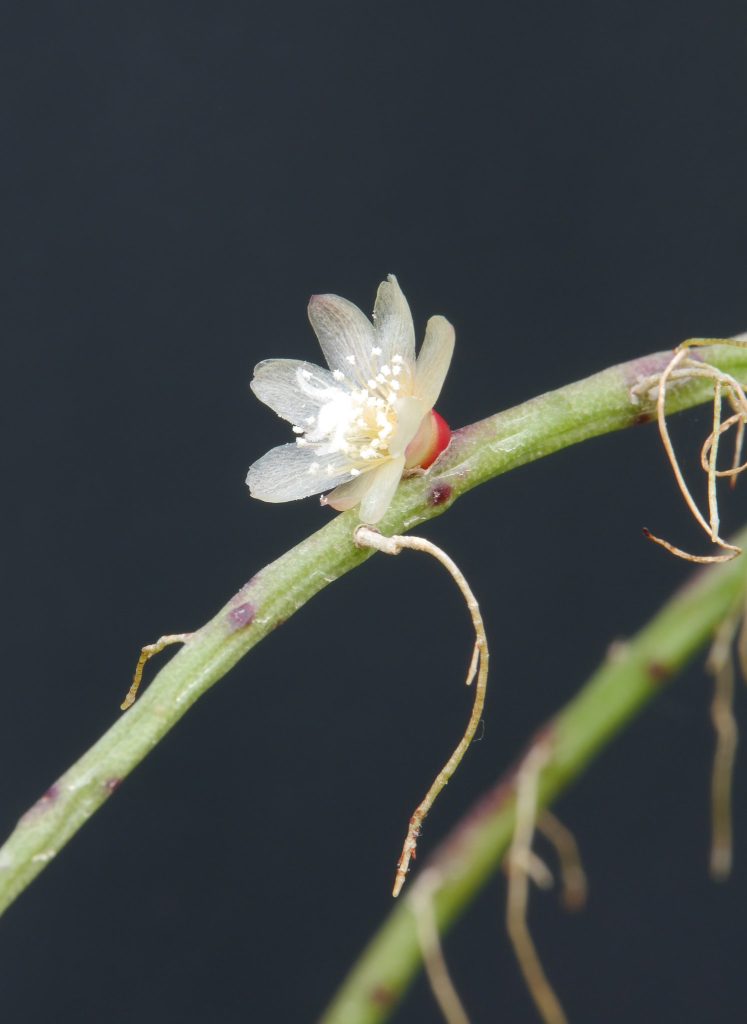 Rhipsalis Puniceodiscus Rhipsalis Puniceodiscus