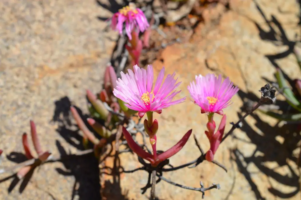Ruschia Pulvinaris (planta de hielo arbustiva y rastrera) Ruschia Pulvinaris (planta de hielo arbustiva y rastrera)